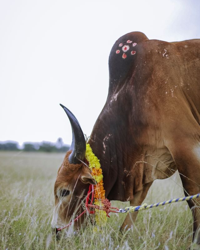 Pongal 2025